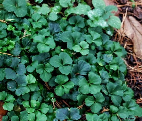 Cardamine trifolia - Kleeblättriges Schaumkraut   IV-VI   (19.11.2023; Botanischer Garten Universität Heidelberg)