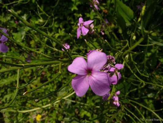 Hesperis matronalis - Gewöhnliche Nachtviole