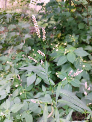 Persicaria maculosa / Floh-Knöterich, Pfirsichblättriger Knöterich   (15.07.2023; NSG Sandauser Düne, Zugmantel-Bandholz)