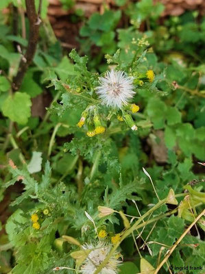 Senecio vulgaris / Gewöhnliches Greiskraut