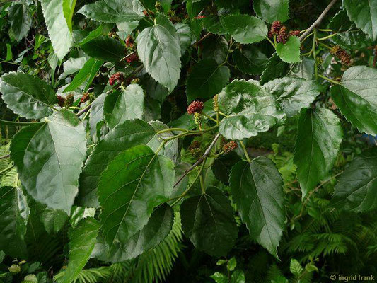 Morus nigra / Schwarze Maulbeere