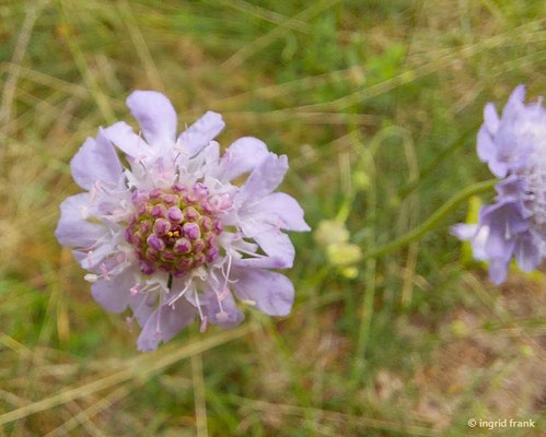 Scabiosa canescens / Graue Skabiose, Duft-Skabiose    VII-XI