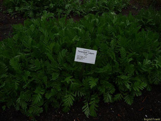 Tanacetum vulgare / Rainfarn  (03.05.2010; Apothekergarten Leipzig)