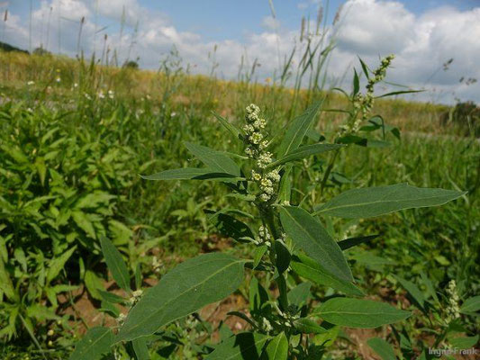 Platz 17: Weißer Gänsefuß / Chenopodium  album   (nachgewiesen in 1142 der 1161 Kartierquadranten)