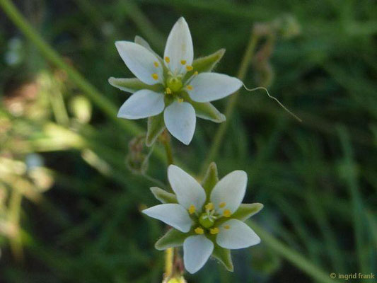 Spergula arvensis - Acker-Spark