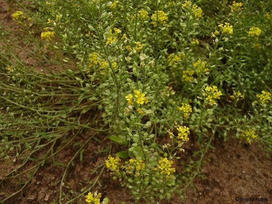 Alyssum montanum ssp. gmelinii / Dünen-Steinkraut (kommt nur in einem kleinen Teil der nördlichen Oberrheinebene vor)