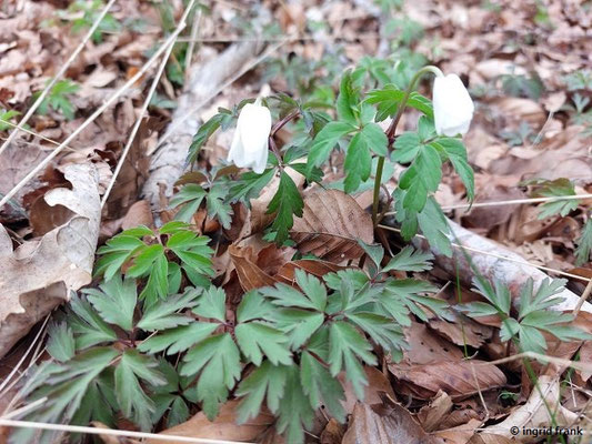 Anemone nemorosa / Busch-Windröschen  (28.03.2025; Lochenstein bei Reutlingen)