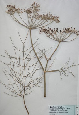 Foeniculum vulgare / Echter Fenchel  (07/2004; Bahlingen, Oberrheinebene  (Herbarium Dr. Wolf von Thun)