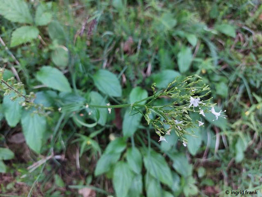 Valeriana montana / Berg-Baldrian
