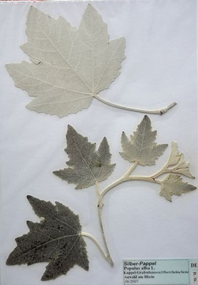 Populus alba / Silber-Pappel    (Herbarium Dr. Wolf von Thun)