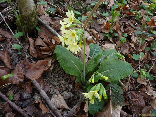 Primula elatior / Hohe Schlüsselblume, Wald-Schlüsselblume    III-V
