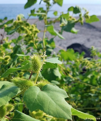 Xanthium orientale / Großfrüchtige Spitzklette  VIII-IX  (30.09.2025; Sizilien, Giardini Naxos, Strand)