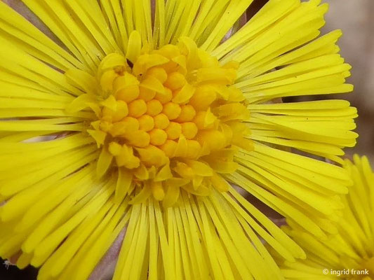 Tussilago farfara - Huflattich