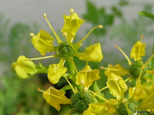 Ruta graveolens / Wein-Raute    VI-VIII