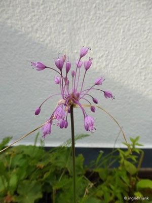 Allium spec. (750 Arten)
