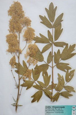 Thalictrum flavum / Gelbe Wiesenraute     VI-VIII     (Herbarium Dr. Wolf von Thun)