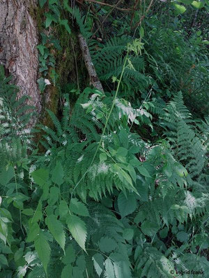 Aruncus dioicus / Wald-Geißbart