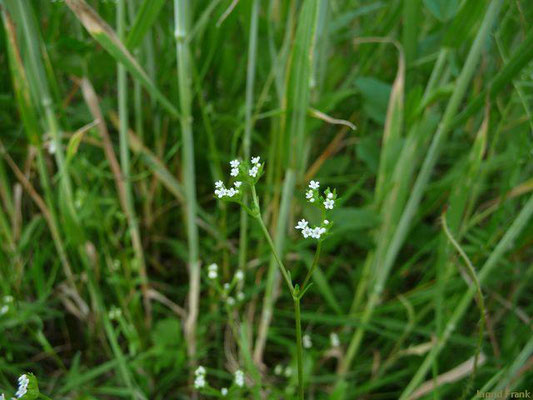Valerianella dentata / Gezähnter Feldsalat