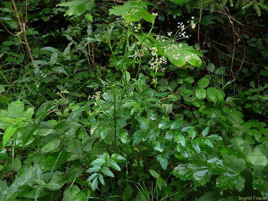 Pimpinella major / Große Pimpinelle    VI-IX