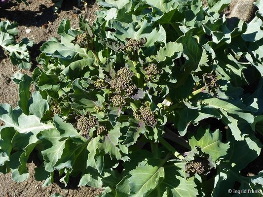 Crambe maritima - Echter Meerkohl (Botanischer Garten Universität Potsdam)