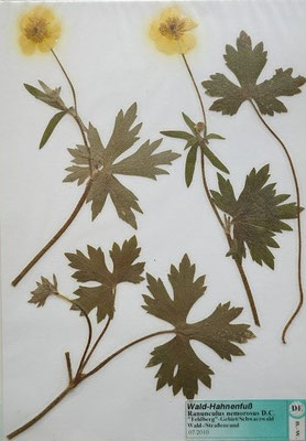 Ranunculus polyanthemos ssp. nemorosus / Hain-Hahnenfuß    V-VII     (Herbarium Dr. Wolf von Thun)
