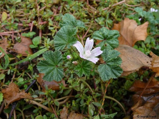 Malva neglecta / Weg-Malve  (Ausnahme: Bergland nur "zerstreut")