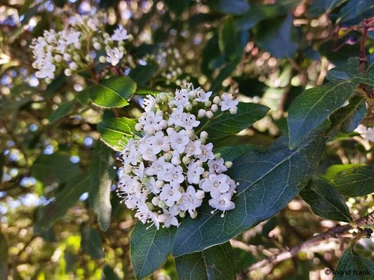 Viburnum tinus / Immergrüner Schneeball (22.02.2023; Schau- und Sichtungsgarten Hermannshof in Weinheim