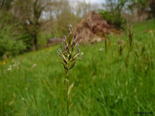 Anthoxantum odoratum / Gewöhnliches Ruchgras