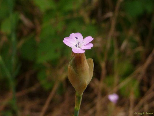 Petrorhagia prolifera / Sprossendes Nelkenköpfchen    VI-X