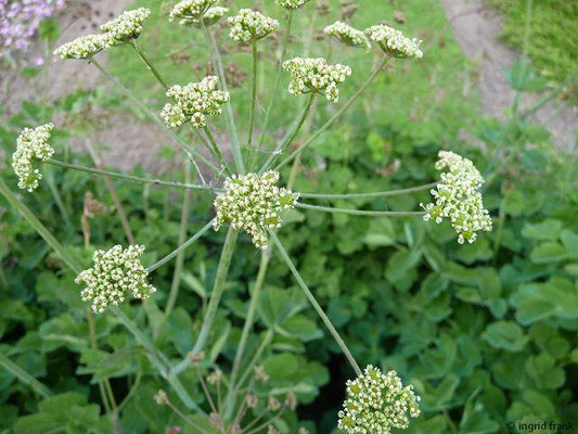 Laser trilobum / Gewöhnlicher Rosskümmel (Botanischer Garten Berlin)    V-VI