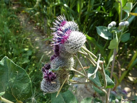 Arctium spec. (28 Arten)