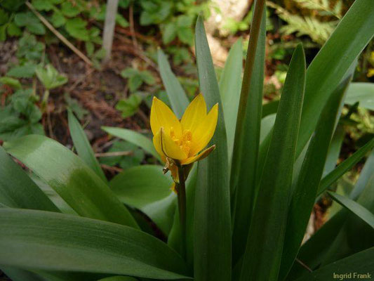 Tulipa sylvestris / Weinberg-Tulpe (Botanischer Garten Basel)