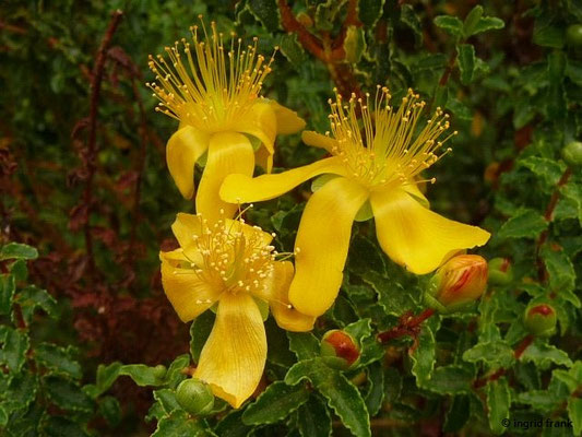 Hypericum hookerianum - Hookers Johanniskraut (Botanischer Garten Universität Heidelberg)    (VII-IX)