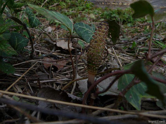 Equisetum arvense / Acker-Schachtelhalm, Zinnkraut