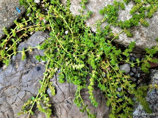 Herniaria glabra / Kahles Bruchkraut   (20.06.2022; Pflasterfugen in der Ravensburger Altstadt)