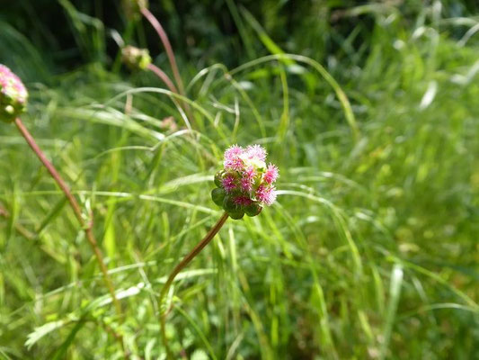 Sanguisorba minor / Kleiner Wiesenknopf    (17.05.2020; Walldorf)