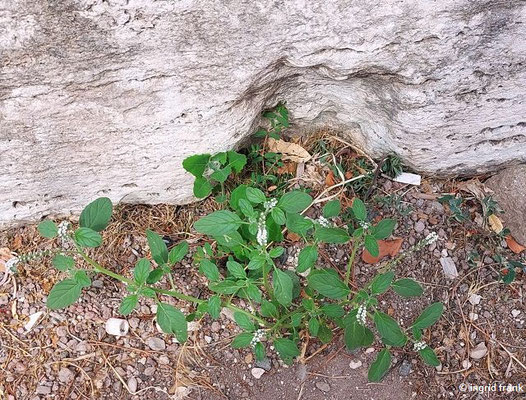 Heliotropium europaeum / Europäische Sonnenwende   