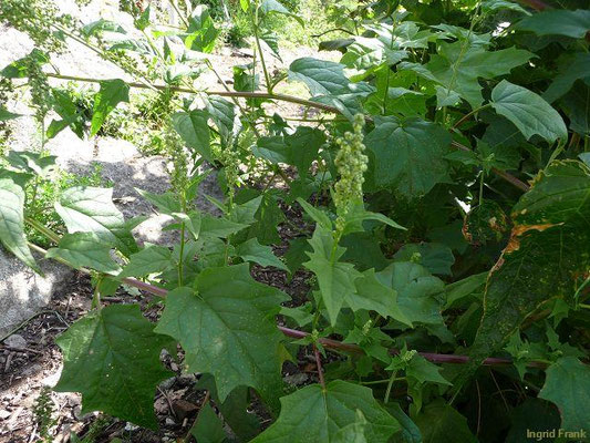 Chenopodium hybridum / Stechapfelblättriger Gänsefuß    VI-IX