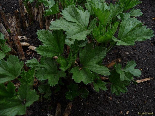 03.05.2010-Althaea officinalis - Echter Eibisch