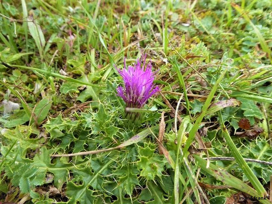 Cirsium acaule / Stängellose Kratzdistel