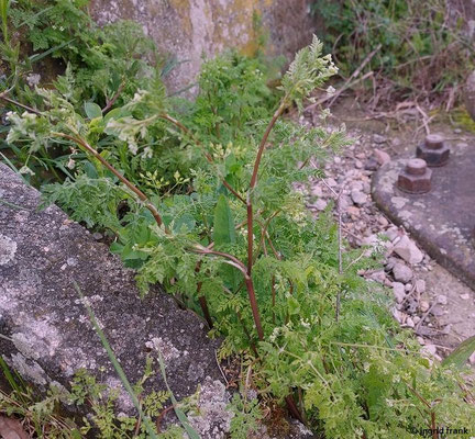 Anthriscus caucalis / Hunds-Kerbel    V-VI