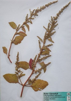 Chenopodium rubrum / Roter Gänsefuß    VII-IX    (Herbarium Dr. Wolf von Thun)