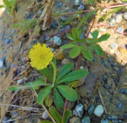 Platz 54: Kleines Habichtskraut / Hieracium pilosella   (nachgewiesen in 1093 der 1161 Kartierquadranten)