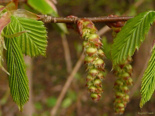 Carpinus spec. (26 Arten)