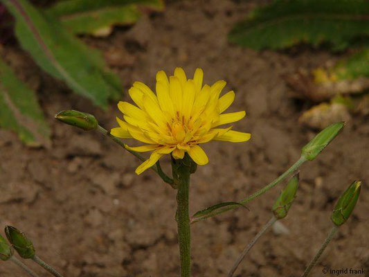 Scorzonera hispanica / Garten-Schwarzwurzel (Botanischer Garten Berlin)    VI-VIII