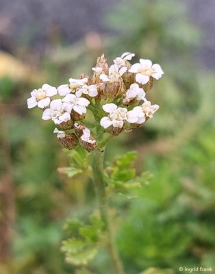 Achillea ligustica - Ligurische Schafgarbe