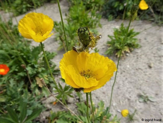 Papaver croceum / Island-Mohn, Altaischer Mohn