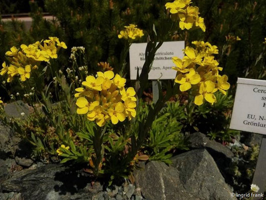 Alyssoides utriculata / Gewöhnliches Blasenschötchen (06.05.2016; Botanischer Garten Adorf im Vogtland)