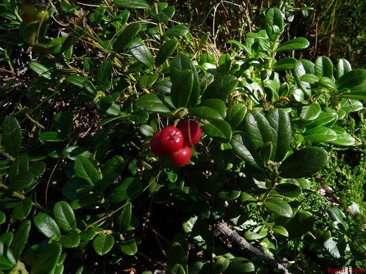 Vaccinium vitis-idaea / Preiselbeere   V-VI(-VIII)