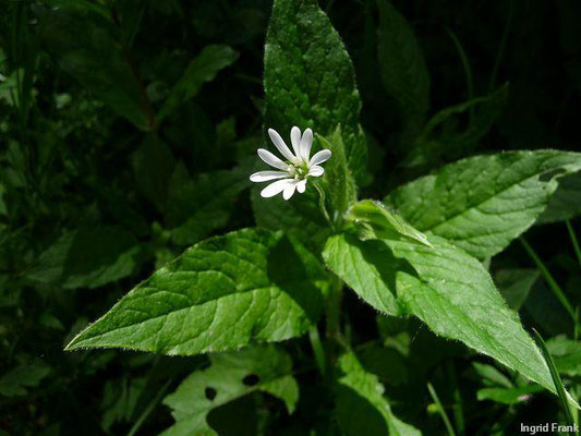 Stellaria nemorum - Hain-Sternmiere